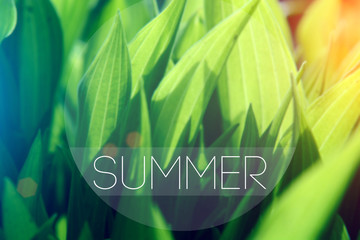 summer grass blurred background