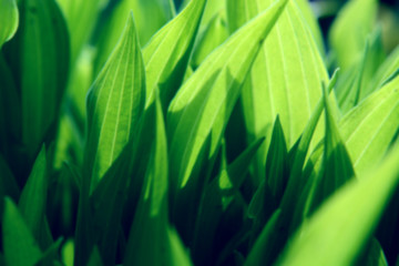summer grass blurred background