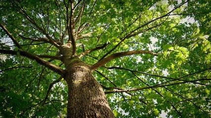 Looking Up At Tree Canopy On Sunny Day - Powered by Adobe