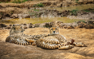 Two cheetah lying on ground © starush