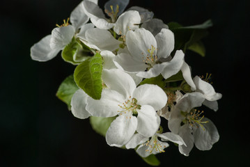 Fototapeta na wymiar beautiful apple blossom tree on black background