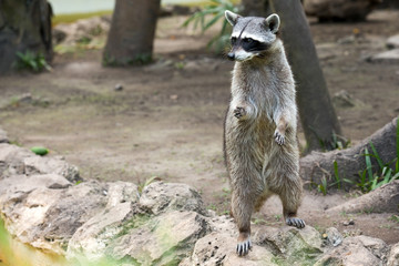 Naklejka premium Raccoon