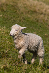 isolated lamb on green grass