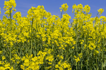 Flowering rapeseed in the field.