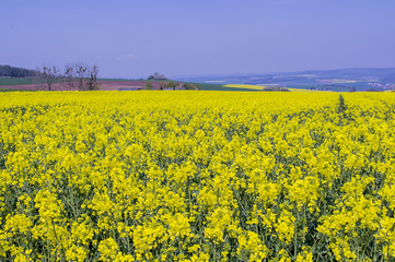 Obraz premium Flowering rapeseed in the field.
