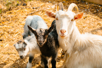 Obraz premium Goat mother with kids
