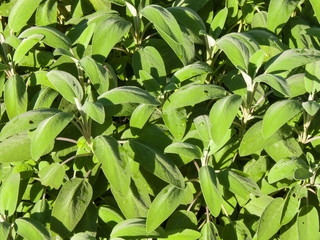 background of lush sage with some dew drops on leaves