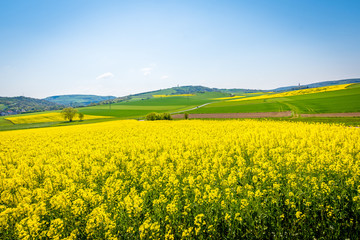 Obraz premium Frühling