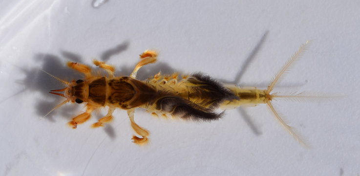 Burrowing mayfly nymph in Mississippi