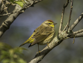 Palm Warbler