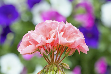 Obraz premium Pink Geranium backed by Petunias