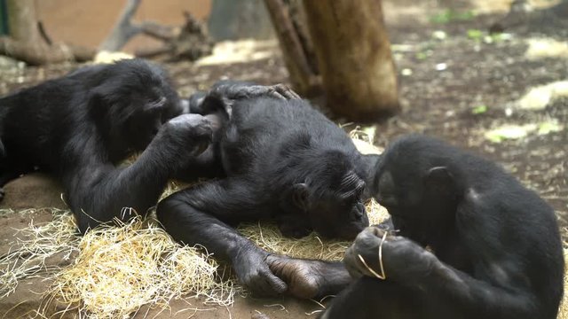 Family of chimpanzees laying on bed of straw, grooming one another.
