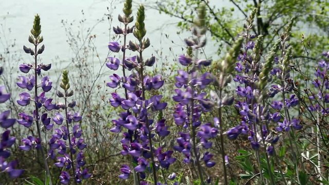 Puple Lupine Flowers Green Stalks Moving In Breeze

