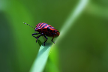 Red black striped shield bug
