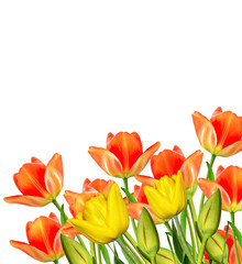 spring flowers tulips isolated on white background.