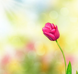 Obraz premium Spring landscape. beautiful spring flowers tulip