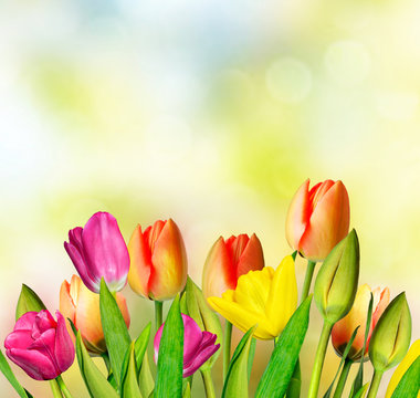 Spring landscape. beautiful spring flowers tulip