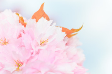 Fototapeta na wymiar Close up of blooming sakura