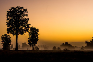 Fogy sunset forest scenery in New Zealand 