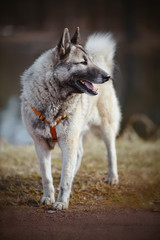 dog on walk.