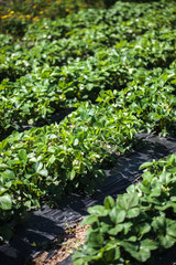 Strawberry field closeup