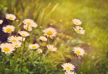 Fototapeta premium Chamomile flowers. Toned image