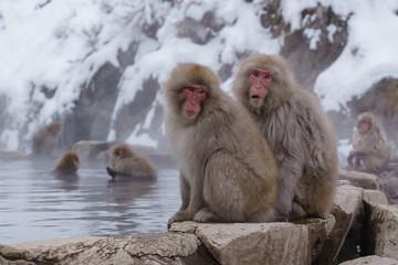 Japanese macaque bathing in hot springs, Nagano, Japan