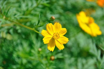 キバナコスモス