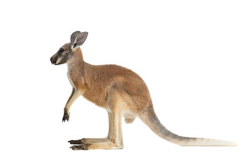 Profil de bébé kangourou rouge