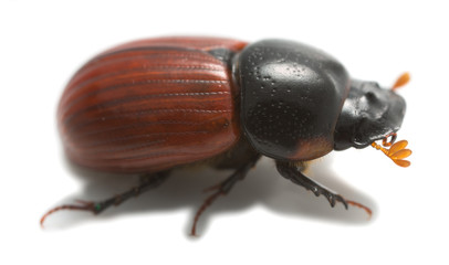 Aphodius pedellus isolated on white background