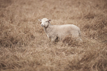 Lamb on the farm during the day in Queensland