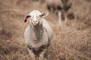 Lamb on the farm during the day in Queensland © Rob D Wildlife