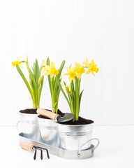 Daffodil Planter Portrait