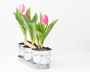 Spring Pink Tulips