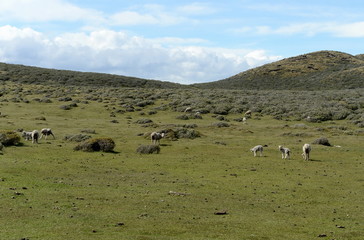 Pasture for sheep in the village of Cameron. Tierra Del Fuego.
