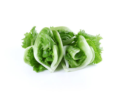lettuce isolate on white background
