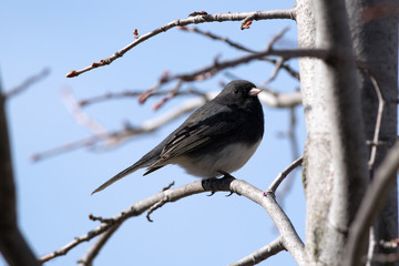 Dark-eyed Junco sitting in a tree.