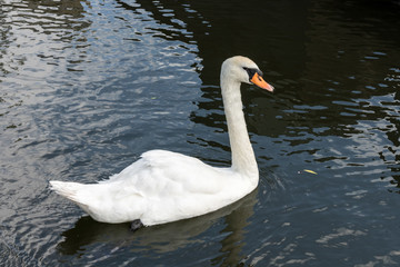 Swan on the Kennet and Avon Canal near Aldermaston Berkshire