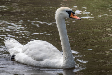 Fototapeta premium Swan on the Kennet and Avon Canal near Aldermaston Berkshire