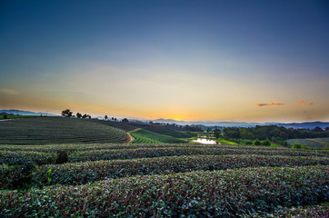 Sunset view of tea plantation landscape at Chiang rai, Thailand.