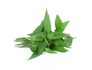  Vietnamese Coriander isolate on white background