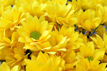 Beautiful yellow flowers in morning day.