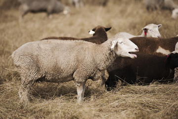 Sheep on the farm during the day in Queensland