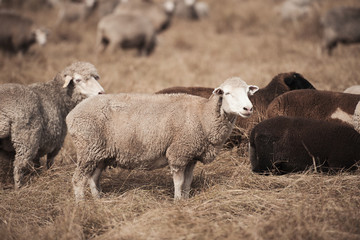Obraz premium Sheep on the farm during the day in Queensland