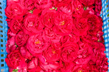 Fresh picked champagne rose at the farm plantation