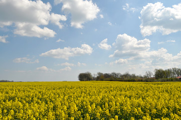 Obraz premium Rapsfeld, Bakenberg, Nord Rügen