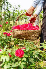 Farmer picking champagne roses on the farm