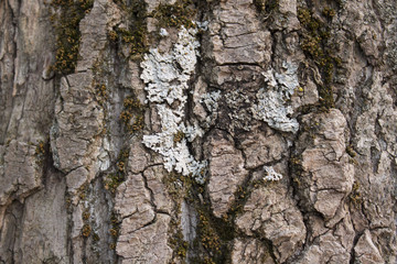 Background of the trunk of the white birch.