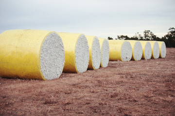 Round bales of harvested cotton wrapped in yellow plastic in Oakey, Queensland.