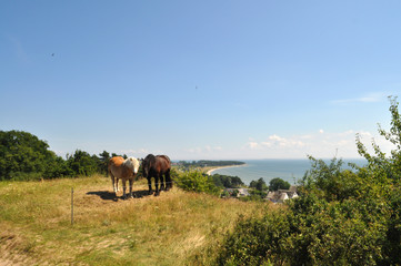 Plakat Pferde am Klein Zicker, Blick nach Thiessow